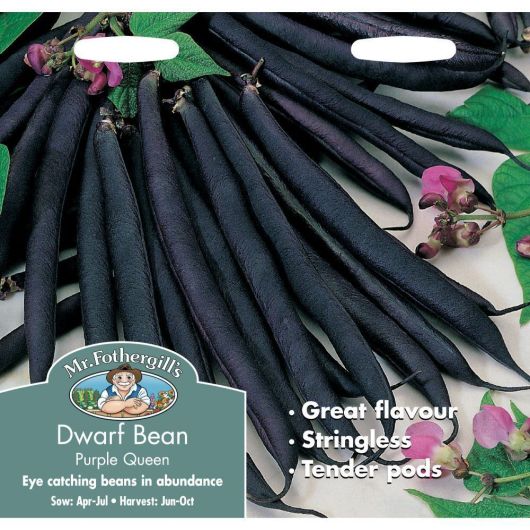 Mr Fothergill's Dwarf French Bean Purple Queen