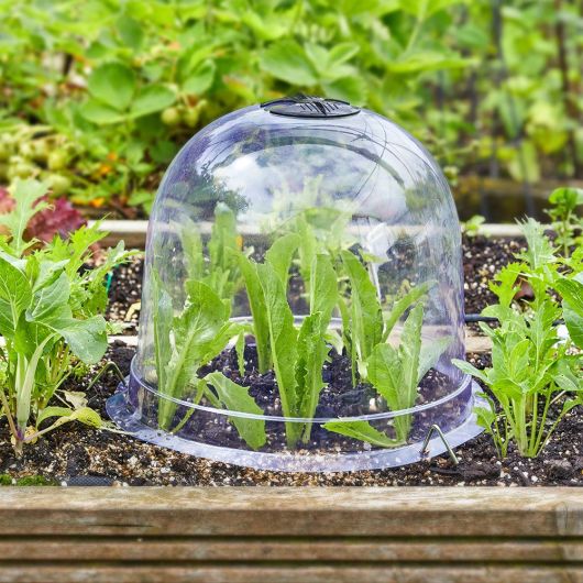 Smart Garden Bell Cloche Large