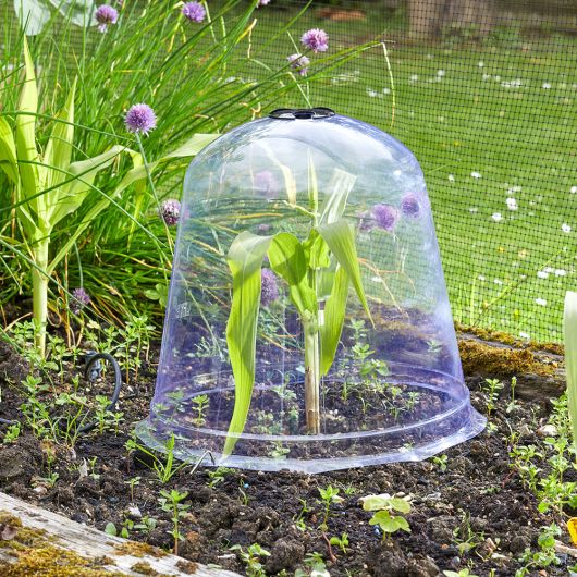 Smart Garden Jumbo Bell Cloche