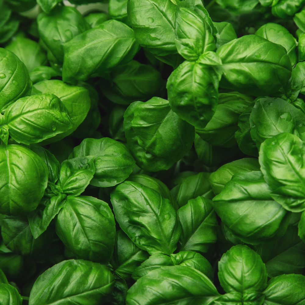 Basil 