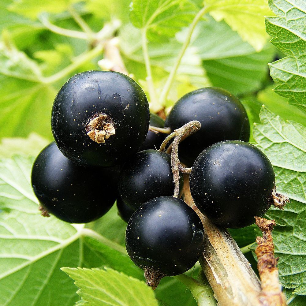 Blackcurrant Big Ben fruit plant - 3L