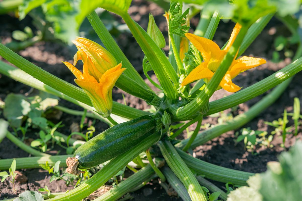 Courgettes