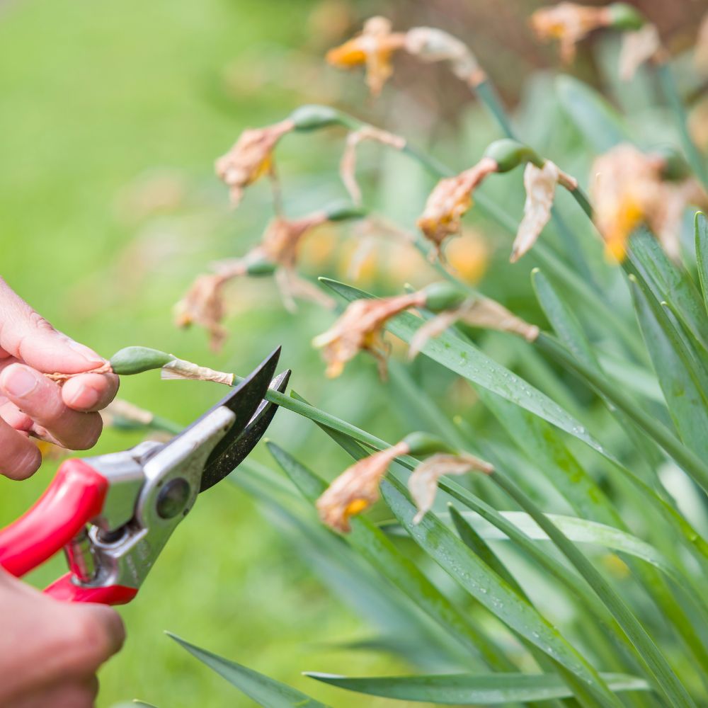 Deadheading