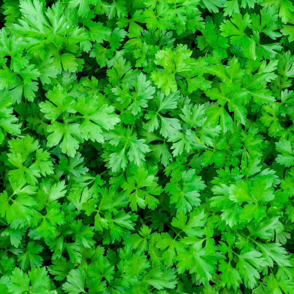 Parsley