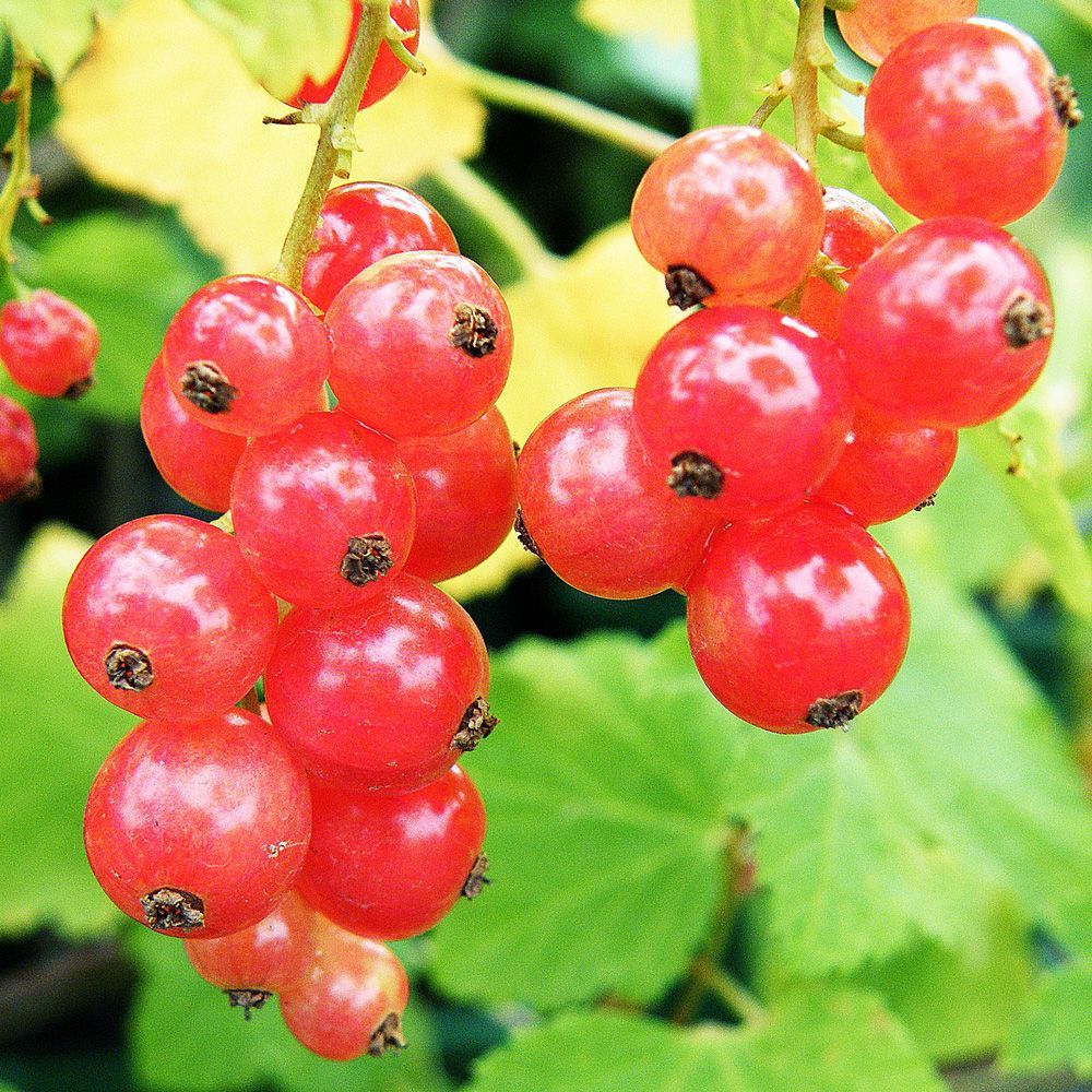 Redcurrant Jonkheer Van Tet fruit plant - 3L