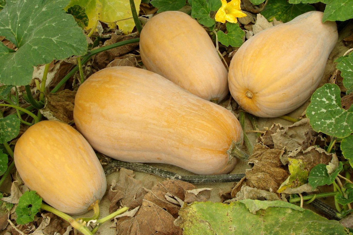 Squash