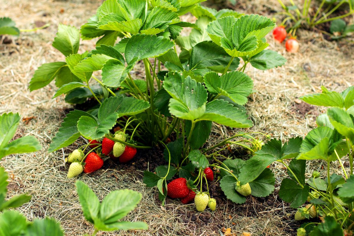 Strawberries