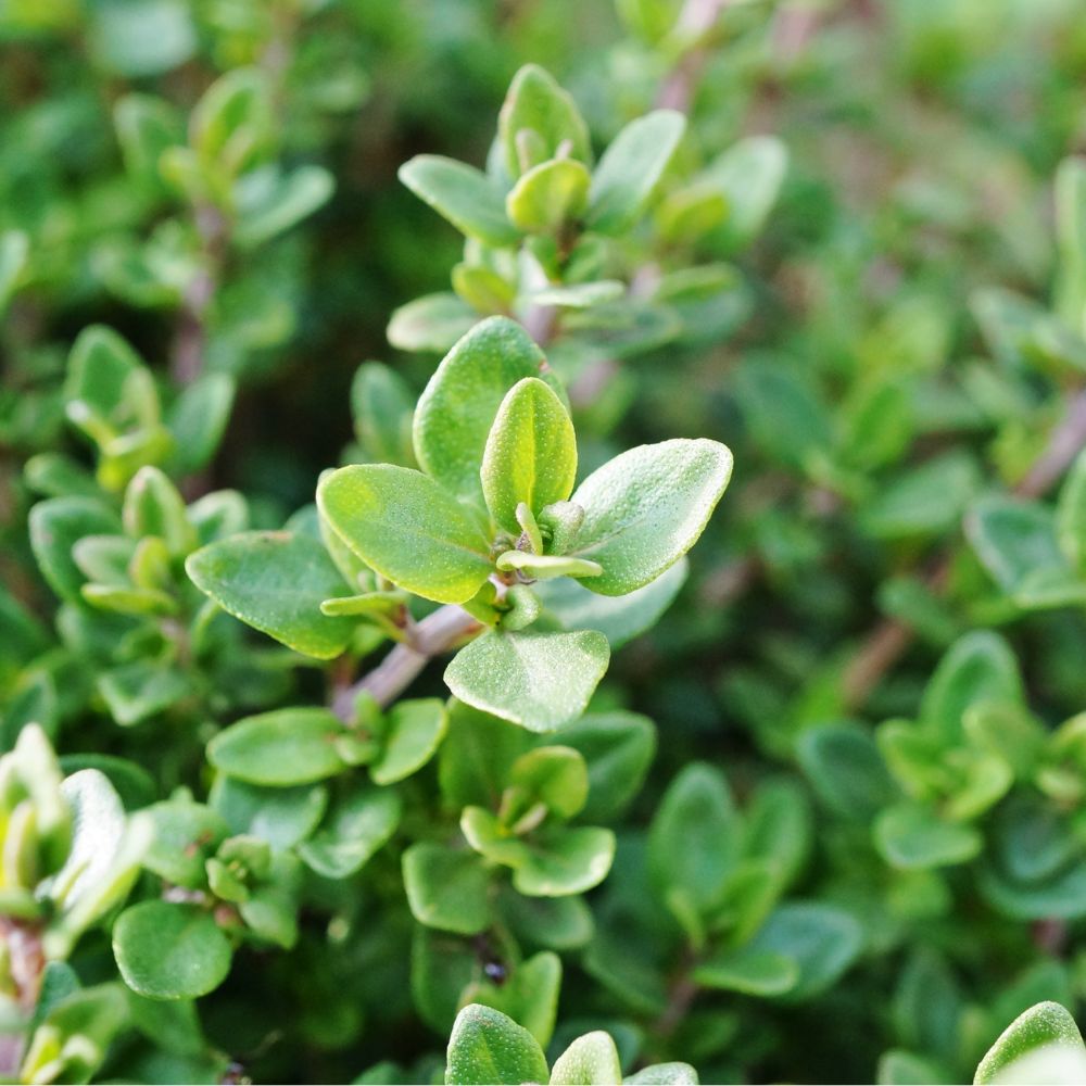 Thyme